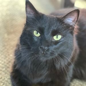 Meet your Posher, Jett